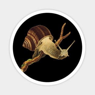 Simple snail Magnet